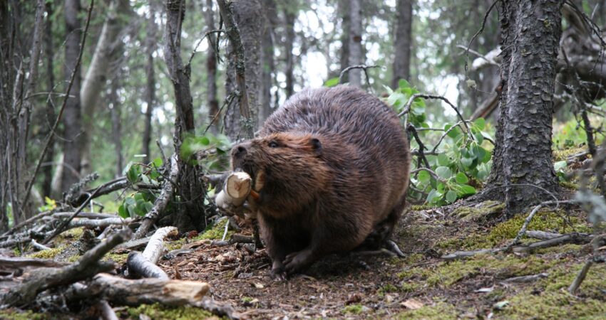 Beaver actively working on Horseshoe Lake Trail in Denali National Park.