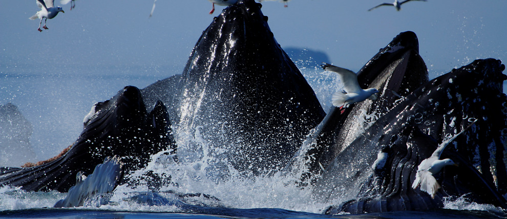 Humpbacks breaching near Juneau, Alaska.
