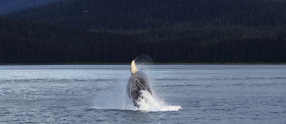 Humpback breaches in Glacier Bay National Park.