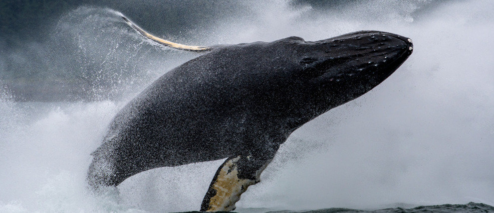 Humpback breaches in Glacier Bay National Park.