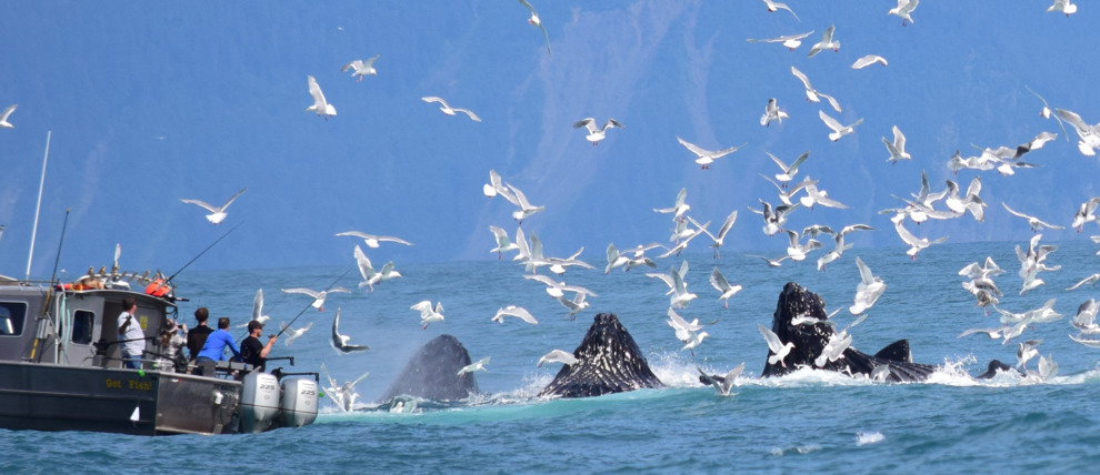 Pod of humpback whales puts on quite a show as they bubble feed in Kenai Fjords National Park. Pod of humpback whales puts on quite a show as they bubble feed in Kenai Fjords National Park.