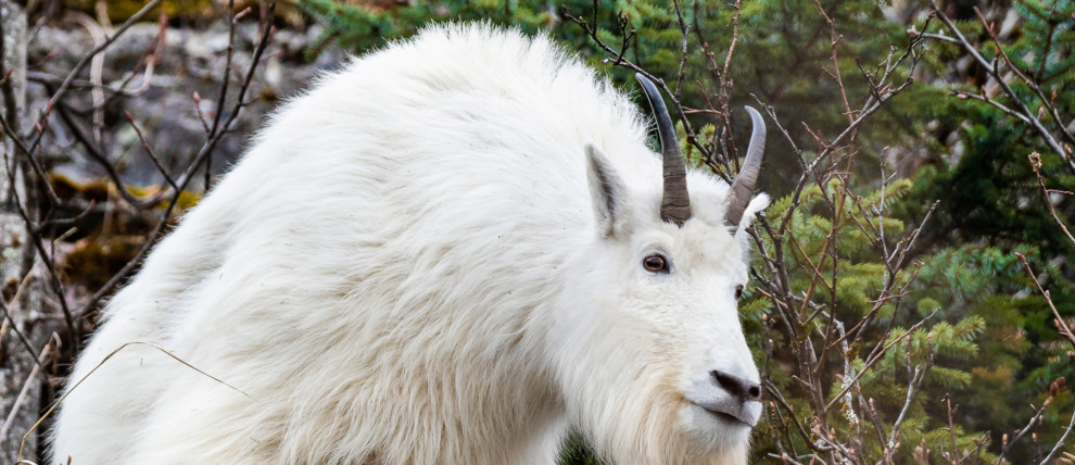 Mountain goat in Juneau, Alaska. Mountain goat in Juneau, Alaska.