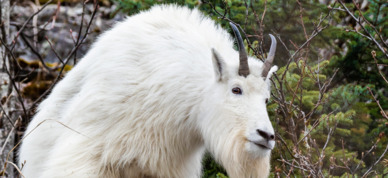 Mountain goat in Juneau, Alaska.