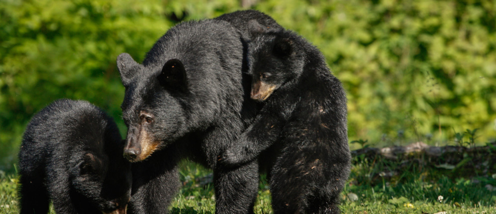 Watch these bears get extremely close to tourists in Alaska