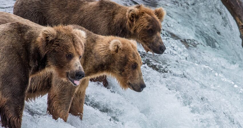 Three bears anxiously await leaping salmon in Katmai National Park.