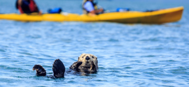 Kayaking among playful otters in Resurrection Bay out of Seward Alaska.
