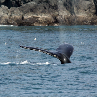 Humpback whale flips its tail out on the Kenai Fjords out of Seward.