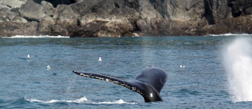 Humpback whale flips its tail out on the Kenai Fjords out of Seward. Humpback whale flips its tail out on the Kenai Fjords out of Seward.