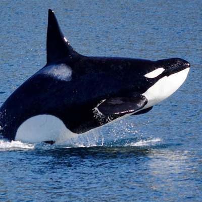 Orca whale getting some air in Kenai Fjords National Park.