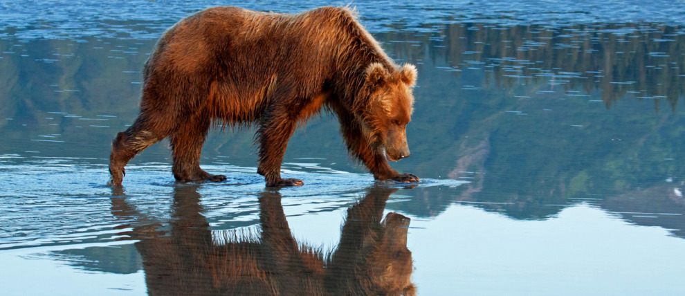 Brown bear reflection during low tide in Lake Clark National Park.