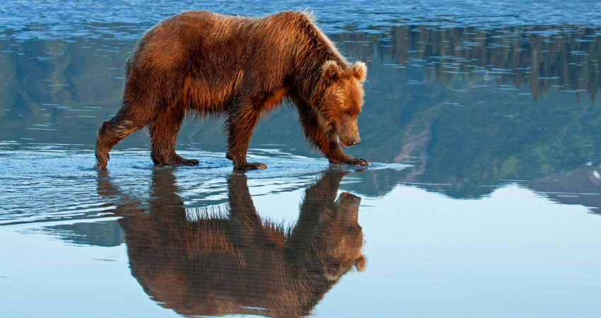 Brown bear reflection during low tide in Lake Clark National Park.