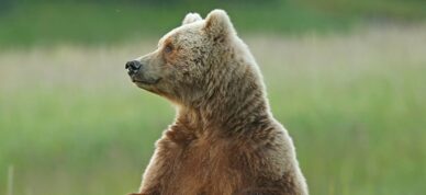 Two cubs and their mother as she stands on her hind legs in Lake Clark National Park.