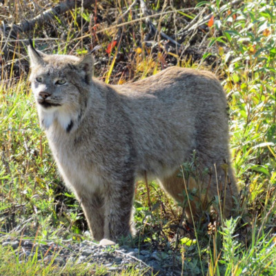 Lynx poses for the camera in Denali National Park. Lynx poses for the camera in Denali National Park.