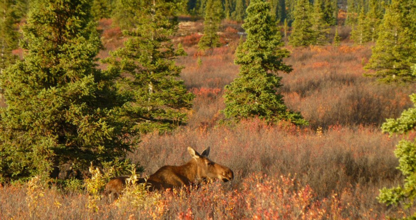 Moose walks through the brush in Denali National Park.