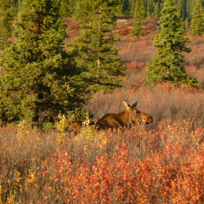 Moose walks through the brush in Denali National Park. Moose walks through the brush in Denali National Park.