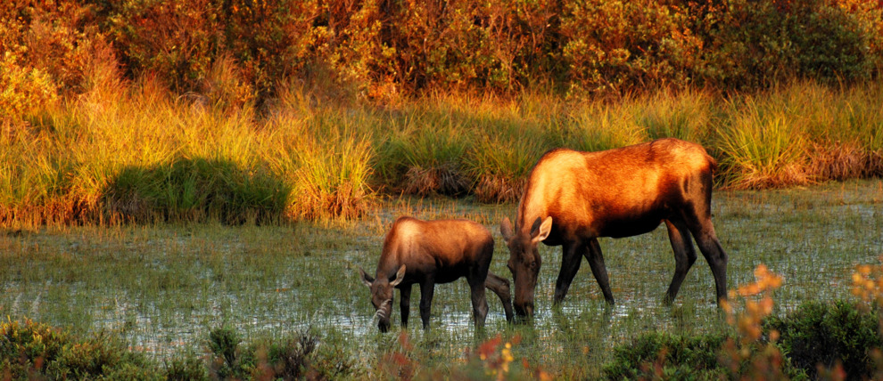 Moose and her calf in Denali National Park at sunset.