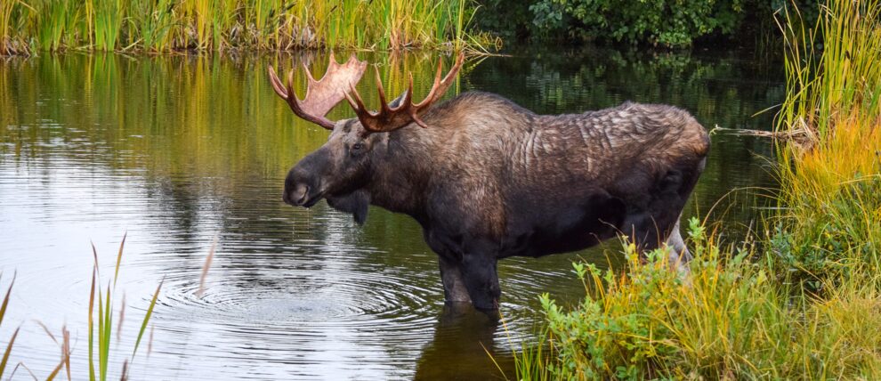 Moose wades in the water in Anchorage, Alaska.