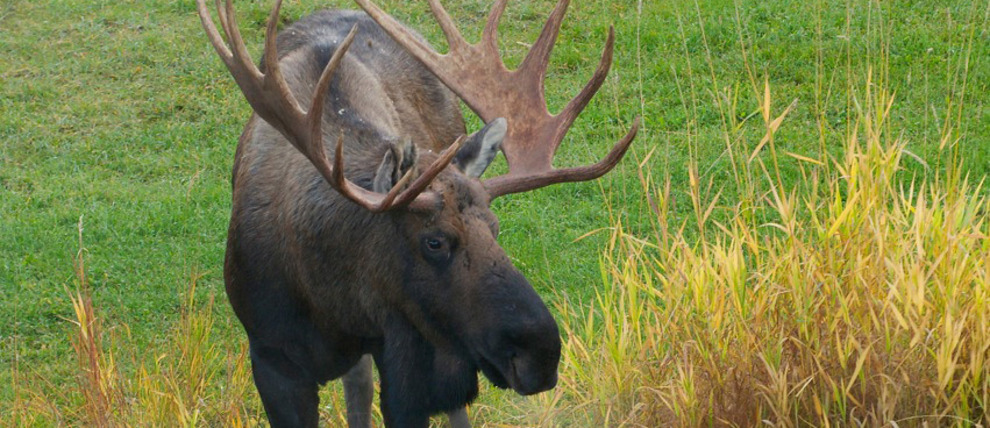 Moose stands on water's edge during the Alaskan summer.