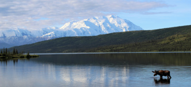 Moose taking a morning dip near Wonder Lake campground in Denali.