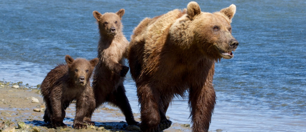 Alaska Grizzly Bear Tour