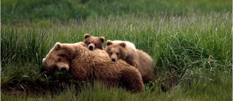 Sow bear resting with cubs in Katmai National Park, Alaska.