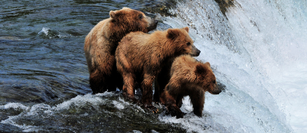 Mother bear teaches her cubs to fish in Katmai National Park.