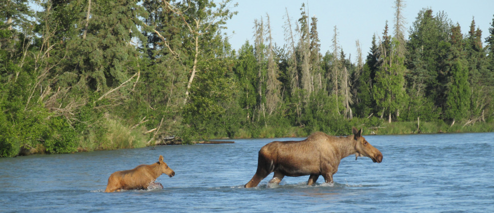 Mother moose and her calf cross the Kenai River in Cooper Landing Alaska.