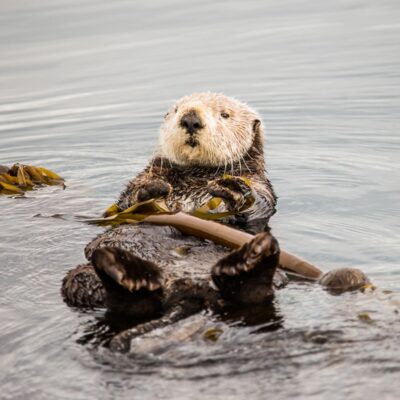 Otter floating in the waters near Homer, Alaska.