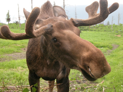 Moose at the Alaska Wildlife Conservation Center in Portage, Alaska.
