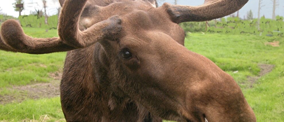 Moose at the Alaska Wildlife Conservation Center in Portage, Alaska.