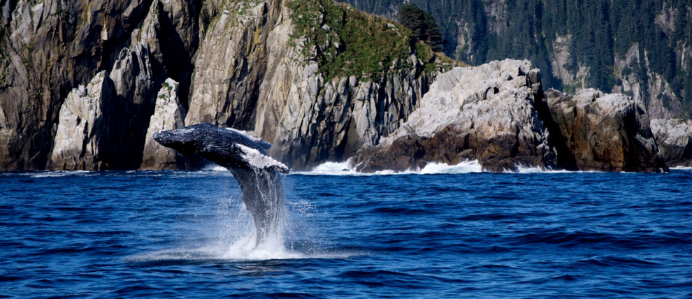 Young humpback whale at full breach just outside Resurrection Bay. Young humpback whale at full breach just outside Resurrection Bay.
