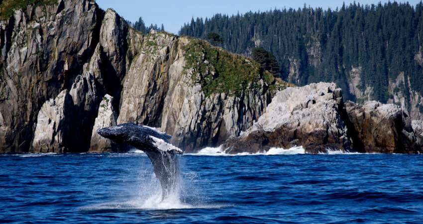 Young humpback whale at full breach just outside Resurrection Bay.