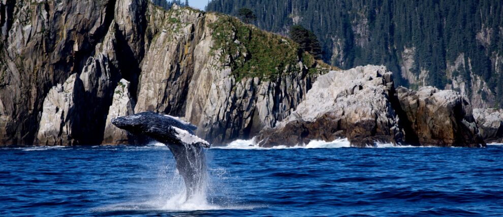 Young humpback whale at full breach just outside Resurrection Bay.