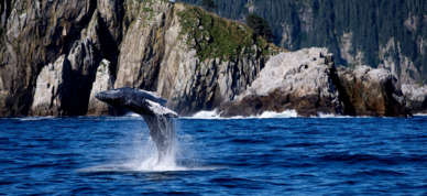 Young humpback whale at full breach just outside Resurrection Bay.