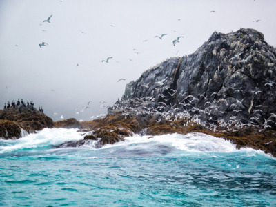 Aqua blue waters and plentiful seabirds in Southeast Alaska.