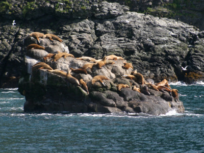Sleepy sea lions lay in the sun in the Kenai Fjords National Park.