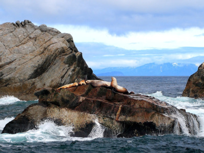 View of sea lions from aboard a day cruise to Kenai Fjords National Park.