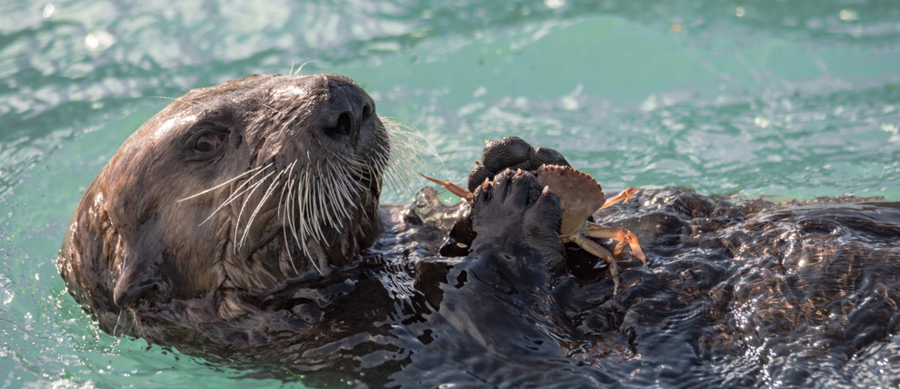 Sea otter enjoys a crab dinner in the Seward Boat Harbor. Sea otter enjoys a crab dinner in the Seward Boat Harbor.