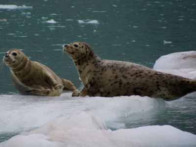 Two seals outstretched on the ice in the Kenai Fjords National Park.