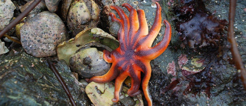 Homer Alaska Travel Guide AlaskaTravel Com   Starfish Homer Alaska 1129 2 HeroSubPage Half 