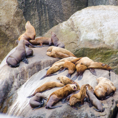 Stellar Sea Lions in Kenai Fjords National Park.