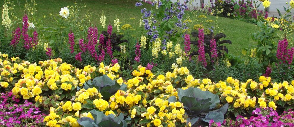 Gorgeous summertime flowers in Anchorage, Alaska.