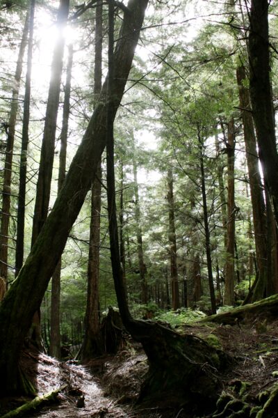 Awe-inspiring views in Totem Bight State Park near Ketchikan Alaska.
