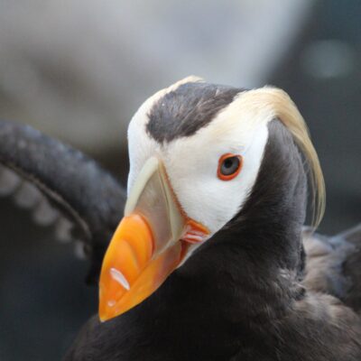 Tufted puffin in Resurrection Bay outside Seward, Alaska.