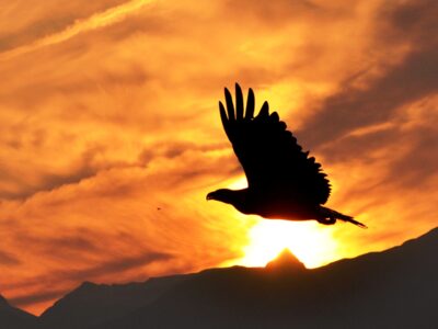 Eagle mid-flight in Valdez, Alaska, during sunset.