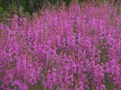 Vibrant Alaska fireweed.