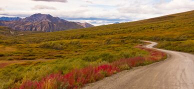 Vibrant flowers line the road into Denali National Park.