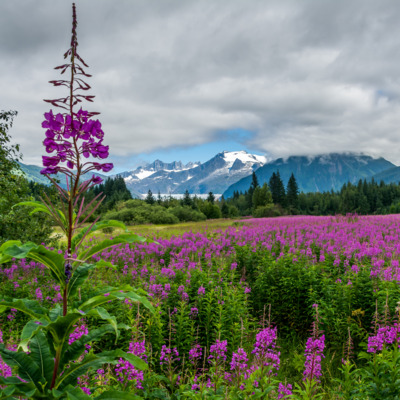 Vibrant field of fireweed bloom in Juneau.
