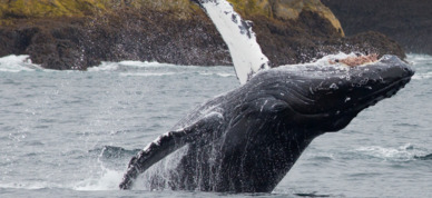 Whale breaches near a passing day cruise ship in the Kenai Fjords National Park.