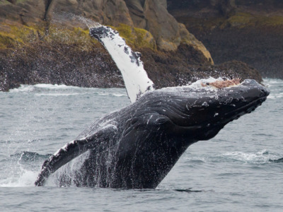 Whale breaches near a passing day cruise ship in the Kenai Fjords National Park.